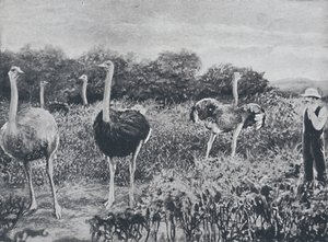 Strusie, 1924 autorstwa Unbekannt