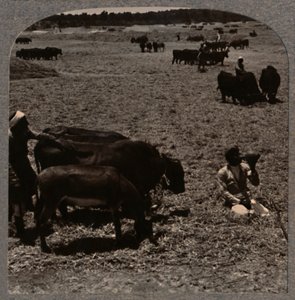 Woły depczące kukurydzę, ok. 1900 autorstwa Unbekannt