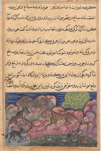 Strona z Tales of a Parrot Tuti-nama: Piętnasta noc: Wilk doradza lwu..., 1558-1560. autorstwa Unbekannt