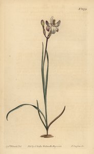 Malowana ixia kwiatowa, Ixia fucata autorstwa Unbekannt