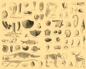 Paleontologia, ok. 1910. autorstwa Unbekannt