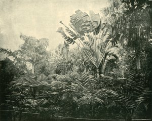 Wyspa Palm i Paproci, Ogrody Botaniczne, Brisbane, 1901. autorstwa Unbekannt