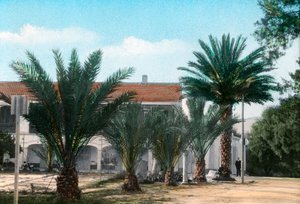 Palmy, Hammam Meskoutine, Algieria autorstwa Unbekannt