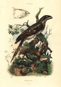 Papuas papuaski, Podargus papuensis Papuas papuaski autorstwa Unbekannt