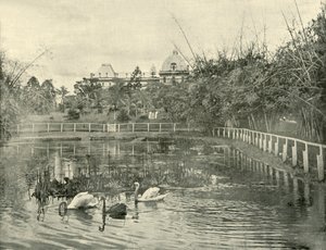 Staw papirusowy, Ogrody Botaniczne Brisbane, 1901. autorstwa Unbekannt
