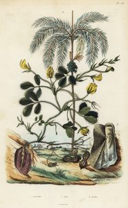 Roślina orzeszka ziemnego, Arachis hypogaea 1, palma orzechowa areca, Areca catechu 2 i małż Arca semi-torta, Trisidos semitorta 3 autorstwa Unbekannt