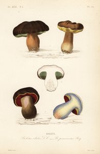 Bułka grosza lub borowik, edulis i bulwiasty, Suillellus luridus, Borowik złośliwy autorstwa Unbekannt