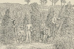 Plantacja Papryki, 1924 autorstwa Unbekannt