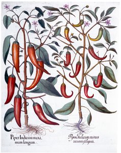 Papryka, 1613 autorstwa Unbekannt