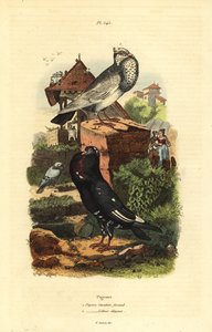 Rasy gołębi Columba livia: gołąb cavalier faraud, gołąb lillois elegancki autorstwa Unbekannt