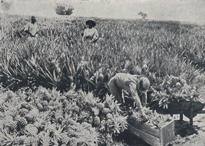 Pole sosnowo-jabłkowe, Queensland, 1923. autorstwa Unbekannt
