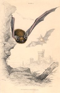 Karlik Pipistrellus pipistrellus, 1828 autorstwa Unbekannt