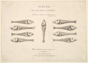 Ryby: Hogarths Quadrille Fish, ca. 1730. autorstwa Unbekannt