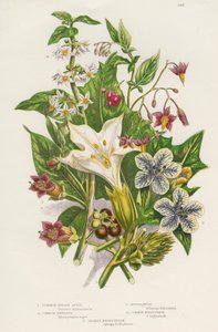 Rośliny trujące, ok. 1885 autorstwa Unbekannt