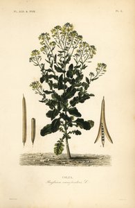 Polska roślina oleista rzepak lub rzepak, Brassica rapa, Brassica campestris, Colza autorstwa Unbekannt