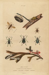 Polistes gallicus, osa papiernicza i gniazdo, ryjkowiec błękitny, Eupholus schoenherri, ryjkowiec korzeniowy, Diaprepes abbreviatus, ślimaki morskie Polycera, Ancula gibbosa, ancula atlantycka, na wodorostach autorstwa Unbekannt