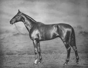 Polimelus, 1902-1924, 1911 autorstwa Unbekannt