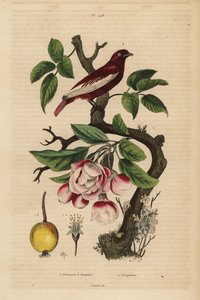 Pompadour cotinga, Xipholena punicea, na jabłoni, Malus pumila, owoc, kwiat Pompadour i jabłoń z bukietami autorstwa Unbekannt
