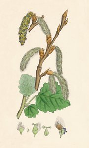 Populus canescens. Topola szara, XIX w. autorstwa Unbekannt
