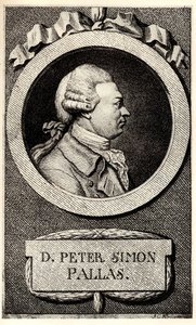 Portret zoologa i botanika Petera Simona Pallasa 1741-1811, pocz. autorstwa Unbekannt
