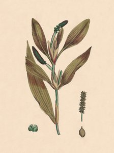 Rufescens Potamogeton. Czerwonawa rdestnica, XIX w. autorstwa Unbekannt