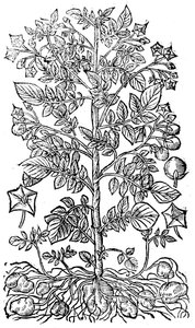 Ziemniak, 1640 autorstwa Unbekannt