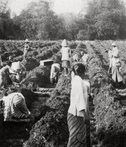 Przygotowanie kanałów irygacyjnych na plantacji cukru, Jawa, Holenderskie Indie Wschodnie, 1927 autorstwa Unbekannt