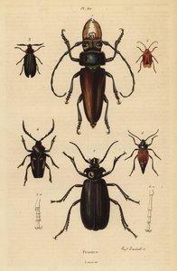 Psalidognathus friendii 1, Madre de la Culebra, Acanthinodera cumingii 2, Allocerus dilaticorne 3, Callipogos barbatus 4, Anacolus sanguineus 5 i Prionus flavipennis 6 autorstwa Unbekannt