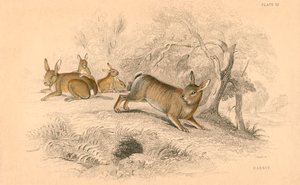 Królik Oryctolagus cuniculus, 1828 autorstwa Unbekannt