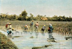Zbiór ryżu, 1900. autorstwa Unbekannt