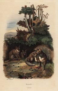 Rude lisy, Vulpes vulpes, poza legowiskiem autorstwa Unbekannt