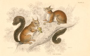 Wiewiórka czerwona Sciurus vulgaris, gryzoń żyjący na drzewach, pochodzący z Europy i Azji, 1828 autorstwa Unbekannt