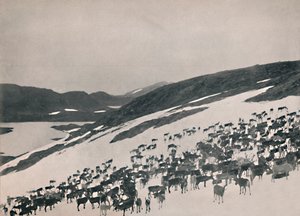 Renifer w górach, 1914. autorstwa Unbekannt