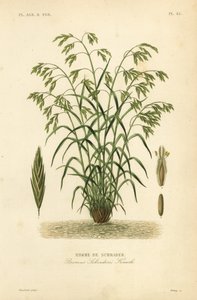 Trawa ratownicza, czyli stokłoschrzak pospolity, Bromus catharticus, Bromus schraderi, Brome de Schrader autorstwa Unbekannt