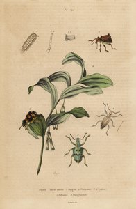 Rhigus, Platyoma i Cyphus ryjkowce, stonoga szczeciniasta, Polyxenus lagery i pieczęć króla Salomona, Polygonatum odoratum autorstwa Unbekannt