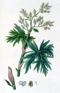 Rabarbar, 1823 autorstwa Unbekannt