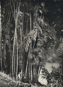 Riesenbambus Dendrocalamus giganteus w Peradeniya bei Kandy, 1926 autorstwa Unbekannt