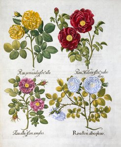 Róże, 1613 autorstwa Unbekannt