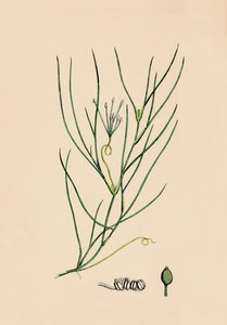 Ruppia spiralis. Większa rupia, XIX w. autorstwa Unbekannt
