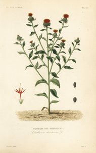 Krokosz barwierski, Carthamus tinctorius, Carthame des teinturiers autorstwa Unbekannt