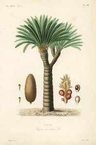 Sago palm, king sago, sago cycad lub japońska palma sago, Cycas revoluta, Cycas autorstwa Unbekannt