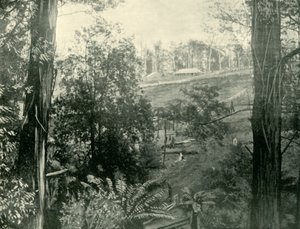 Scena w Upper Gembrook, Victoria, 1901. autorstwa Unbekannt