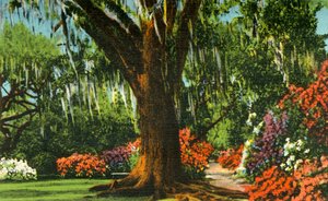 Scena w Magnolia Gardens, niedaleko Charleston, Karolina Południowa, 1942. autorstwa Unbekannt