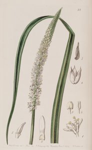 But ocaulon officinale autorstwa Unbekannt