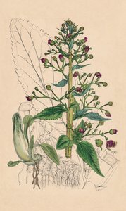 Scrophularia Ehrharti. Beton wodny Ehrharta, XIX w. autorstwa Unbekannt