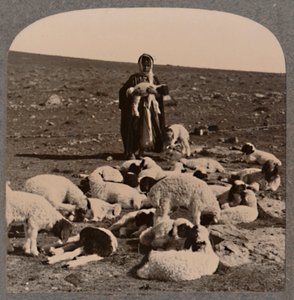 Pasterz i stado, ok. 1900 autorstwa Unbekannt
