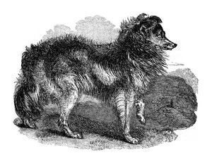 Pies pasterski, 1848 autorstwa Unbekannt
