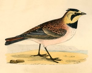 Brzeg Lark, koniec XIX wieku. autorstwa Unbekannt