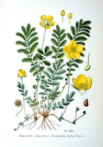 Srebrzysta, 1893 autorstwa Unbekannt