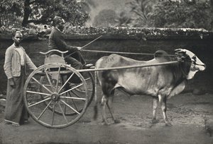 Zegar zebu syngaleskiego, 1926 autorstwa Unbekannt